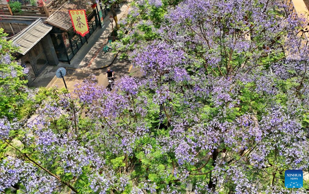 Jacaranda trees in China's Sichuan enter peak flowering period