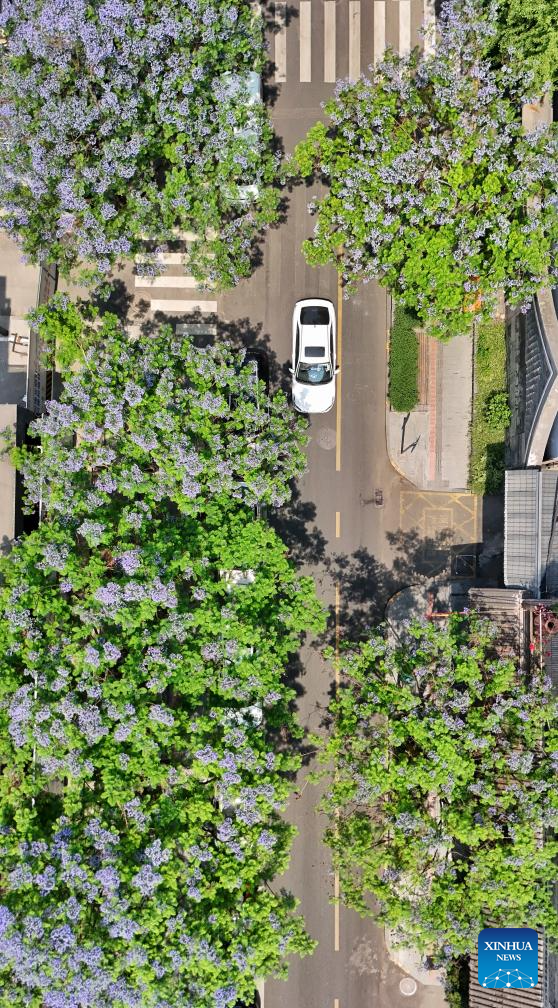 Jacaranda trees in China's Sichuan enter peak flowering period