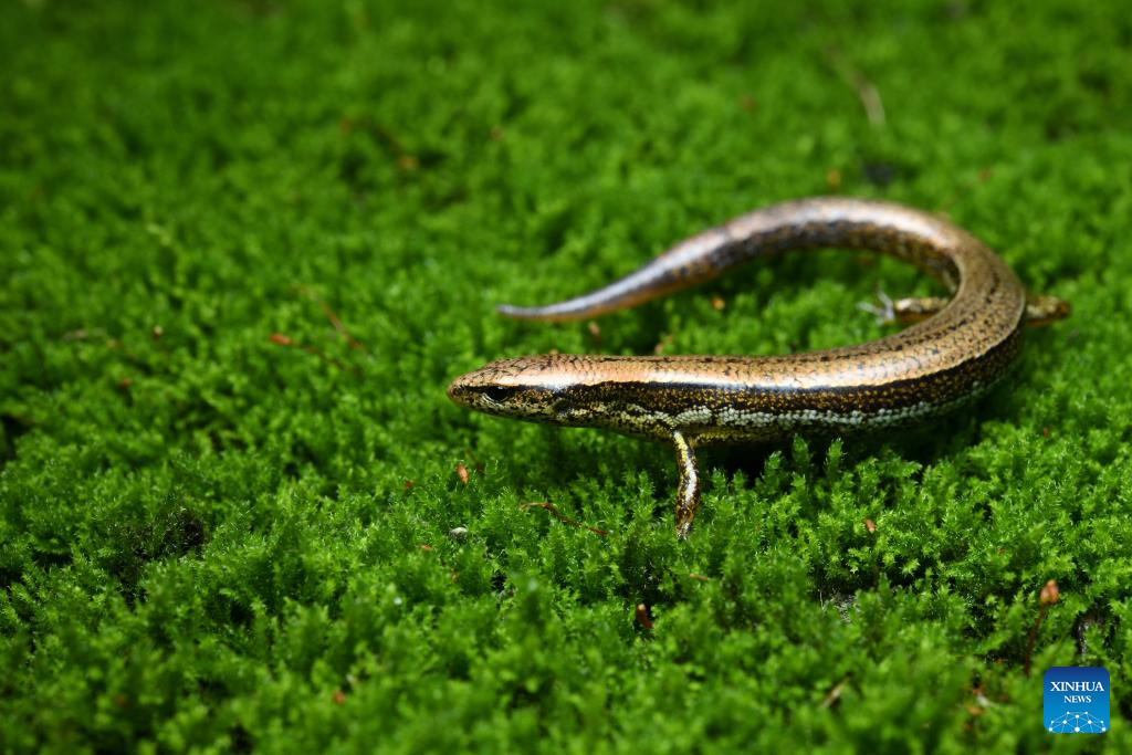 New lizard species discovered, named by Taiwan research institute