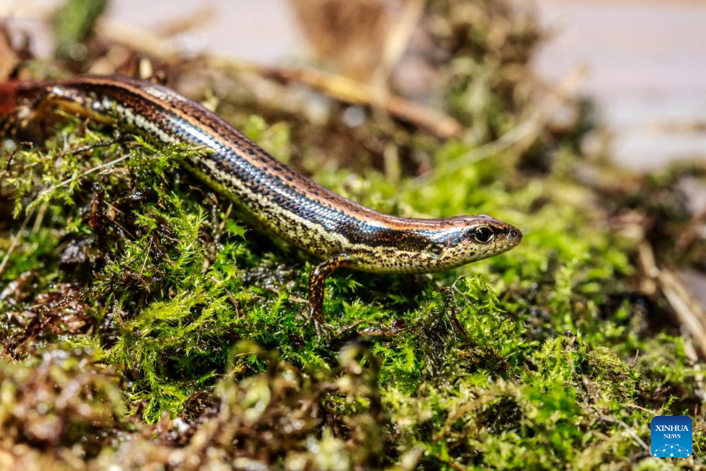 New lizard species discovered, named by Taiwan research institute