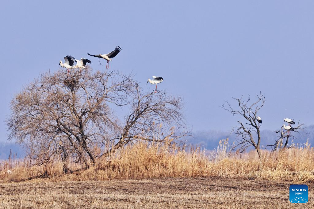 Northbound migratory birds enter breeding season at reserve in NE China
