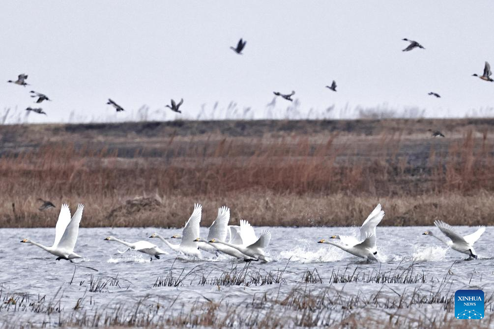 Northbound migratory birds enter breeding season at reserve in NE China