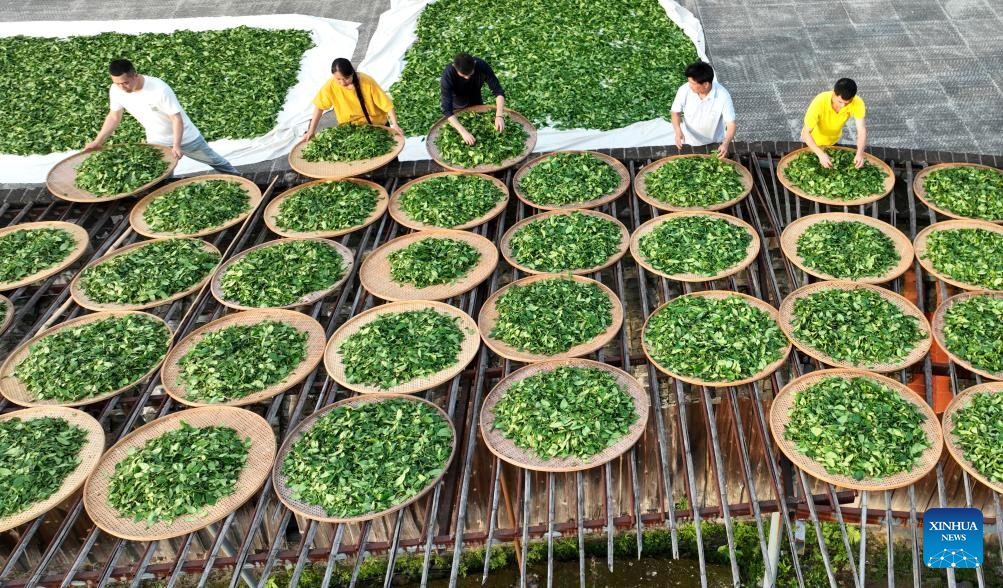 A glimpse of thriving tea industry in Wuyishan, China's Fujian