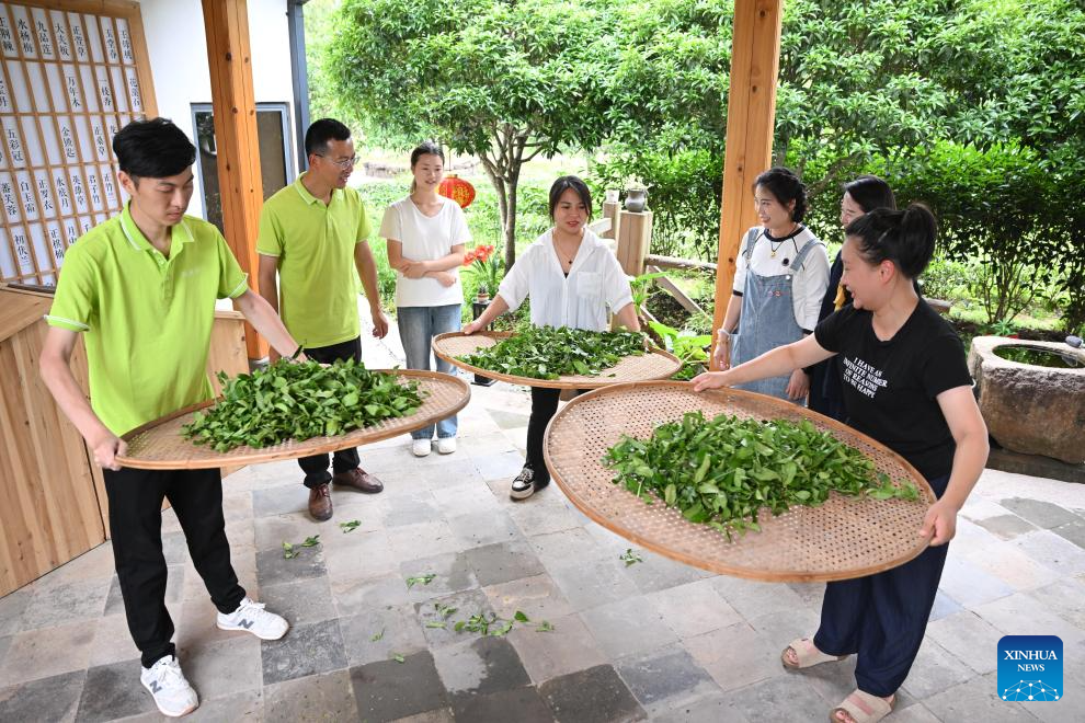 A glimpse of thriving tea industry in Wuyishan, China's Fujian