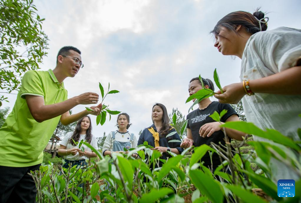 A glimpse of thriving tea industry in Wuyishan, China's Fujian
