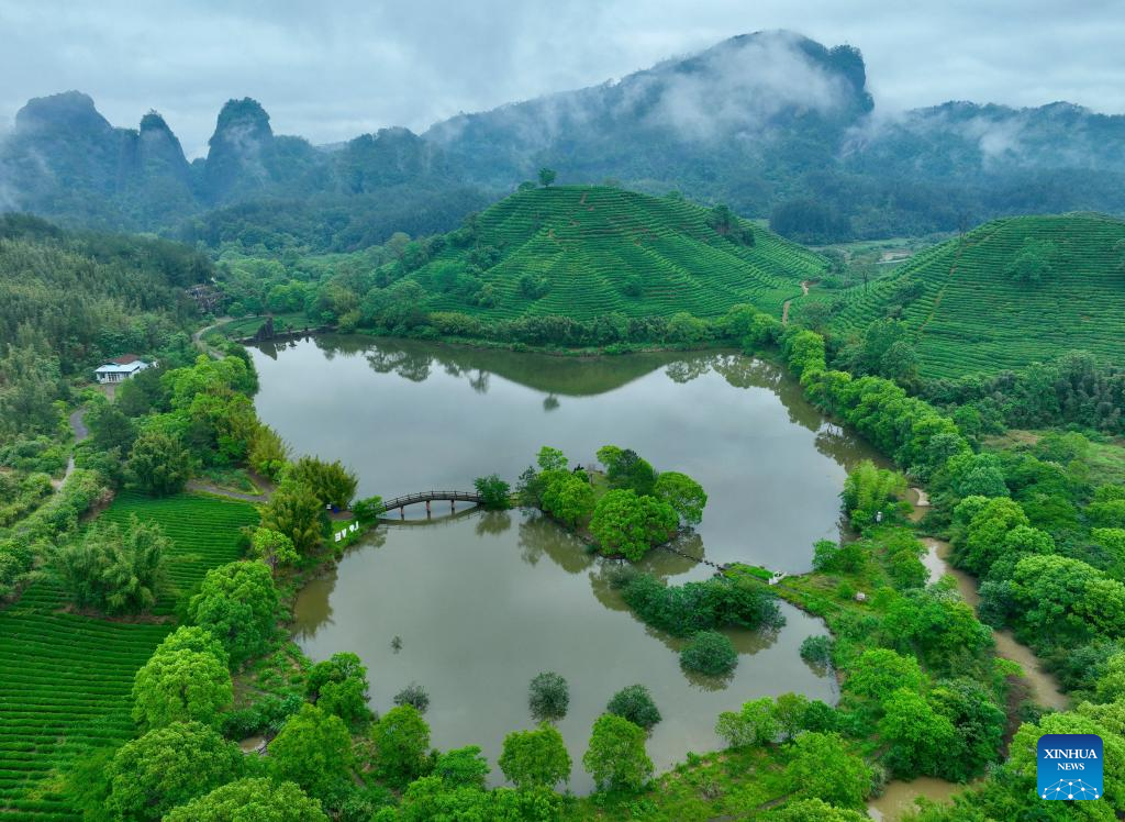 A glimpse of thriving tea industry in Wuyishan, China's Fujian