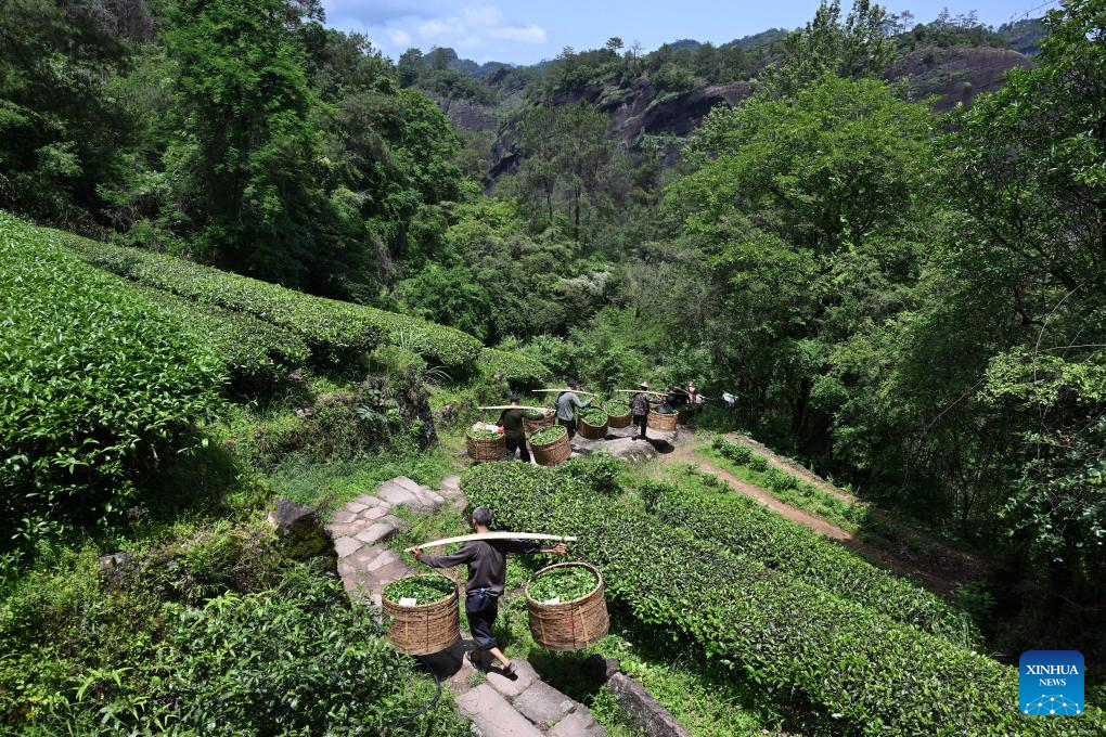 A glimpse of thriving tea industry in Wuyishan, China's Fujian