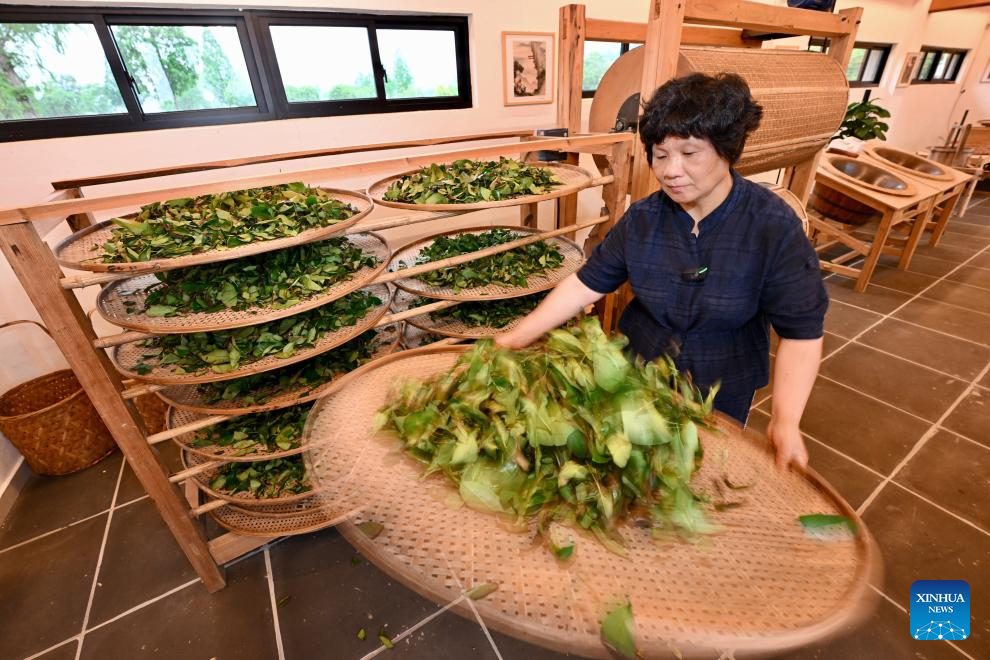 A glimpse of thriving tea industry in Wuyishan, China's Fujian