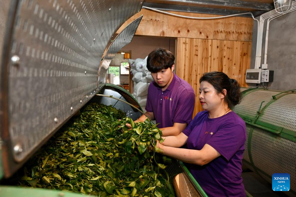A glimpse of thriving tea industry in Wuyishan, China's Fujian