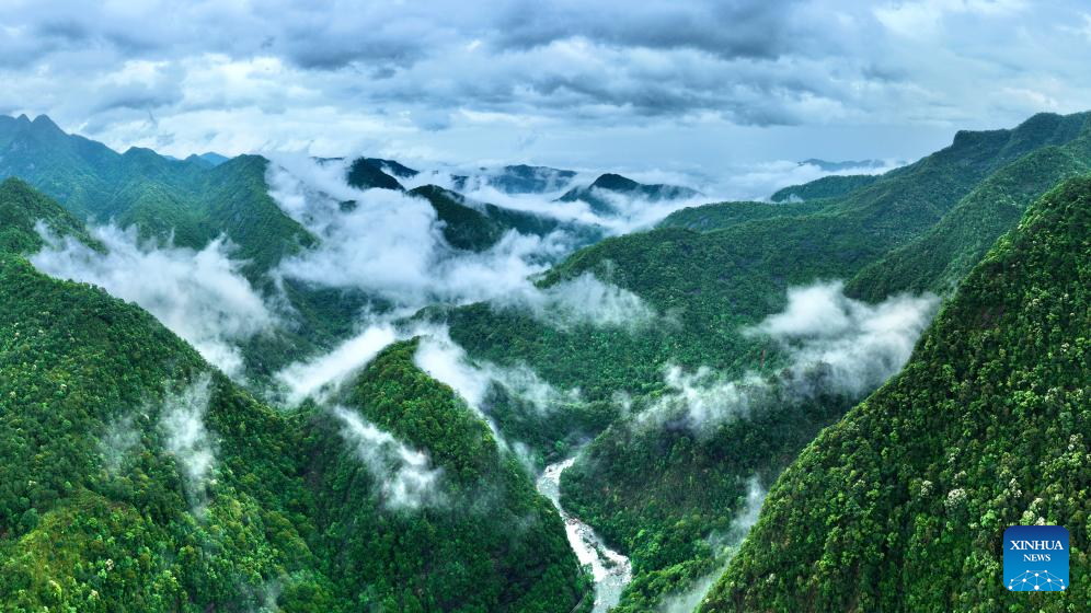 A glimpse of thriving tea industry in Wuyishan, China's Fujian