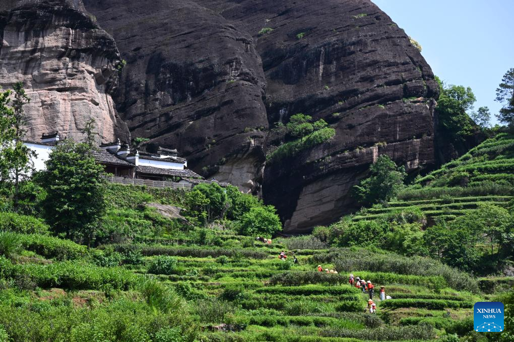 A glimpse of thriving tea industry in Wuyishan, China's Fujian