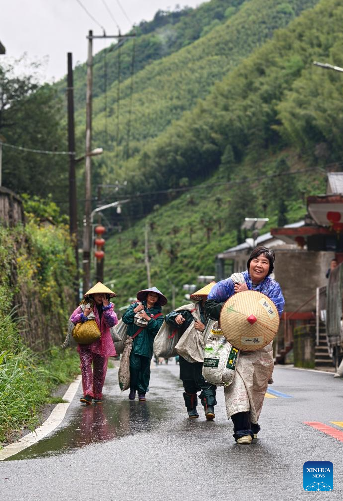 A glimpse of thriving tea industry in Wuyishan, China's Fujian