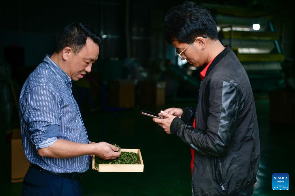 Tea industry specialist dedicates to promoting matcha in SW China's Guizhou