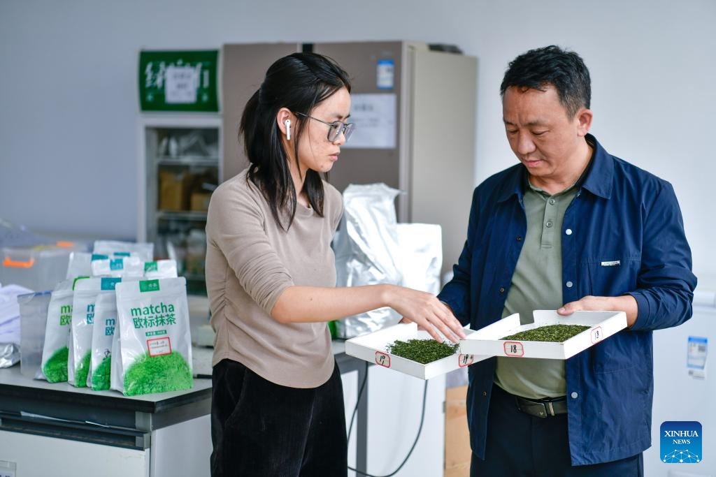Tea industry specialist dedicates to promoting matcha in SW China's Guizhou