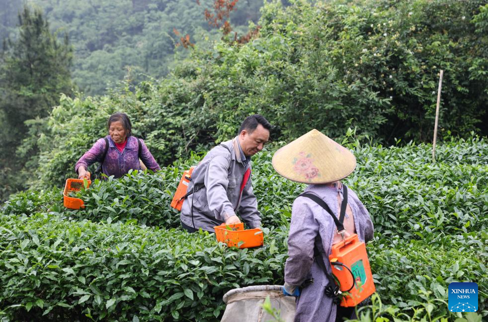 Tea industry specialist dedicates to promoting matcha in SW China's Guizhou