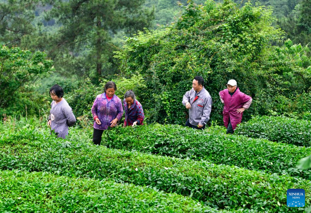 Tea industry specialist dedicates to promoting matcha in SW China's Guizhou