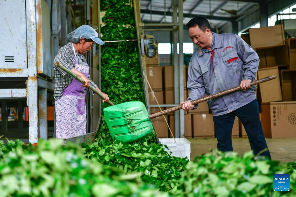 Tea industry specialist dedicates to promoting matcha in SW China's Guizhou