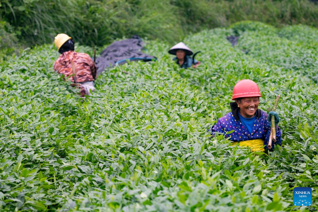 Tea industry specialist dedicates to promoting matcha in SW China's Guizhou