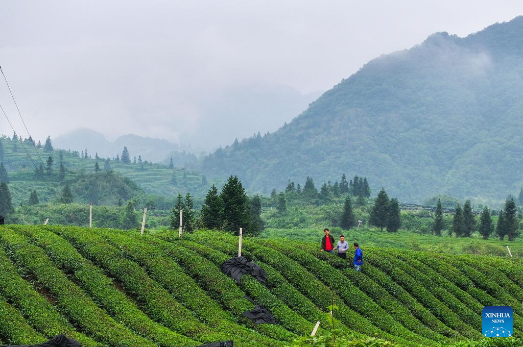 Tea industry specialist dedicates to promoting matcha in SW China's Guizhou