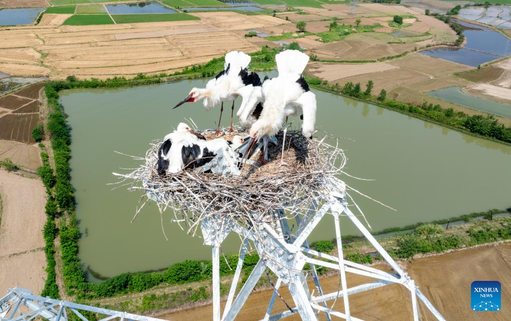 Construction postponed to protect oriental white storks in China's Anhui