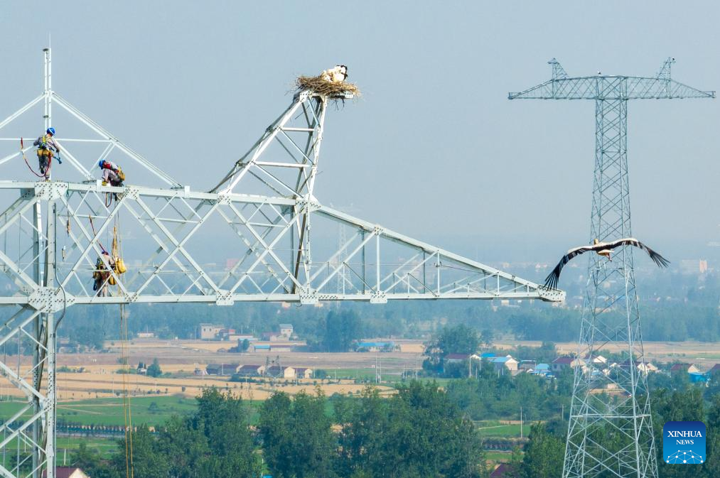 Construction postponed to protect oriental white storks in China's Anhui