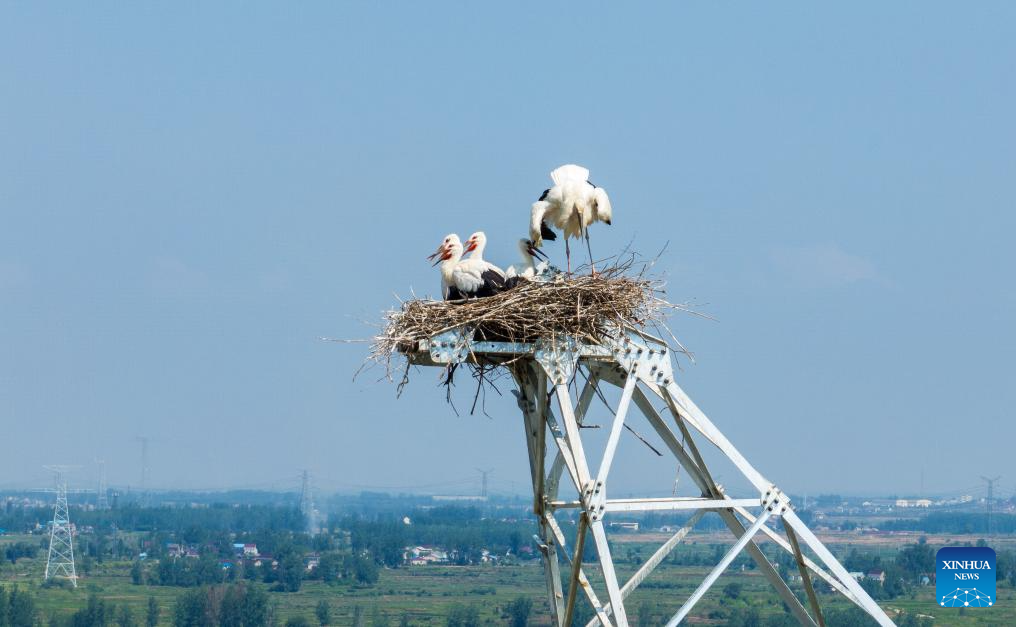 Construction postponed to protect oriental white storks in China's Anhui