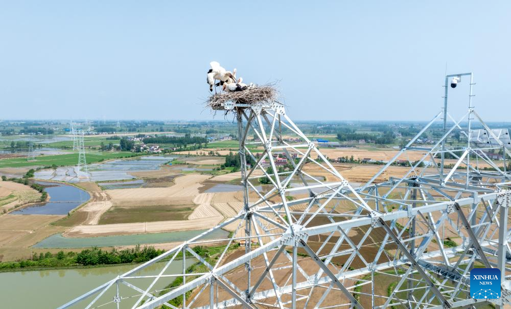 Construction postponed to protect oriental white storks in China's Anhui