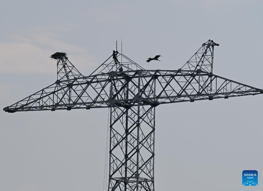 Construction postponed to protect oriental white storks in China's Anhui