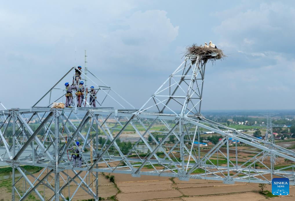 Construction postponed to protect oriental white storks in China's Anhui