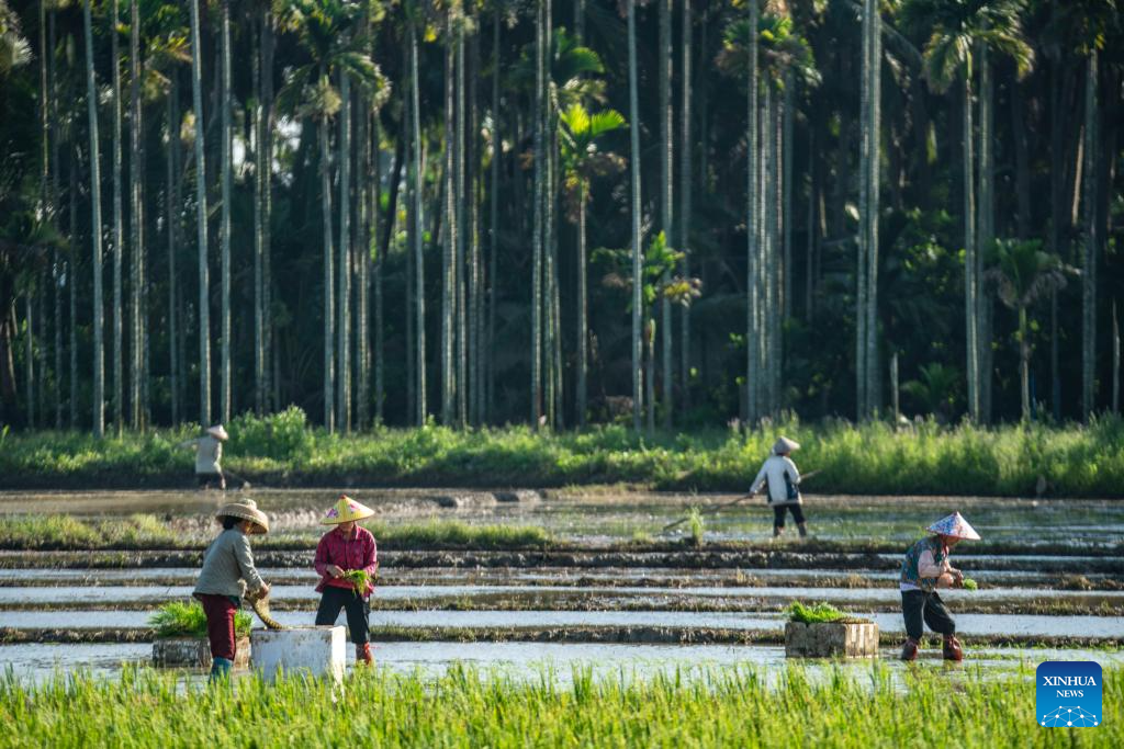 Farmers busy with their work upon Chinese solar term Xiaoman