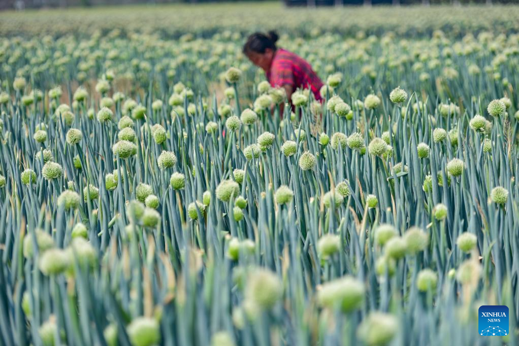Farmers busy with their work upon Chinese solar term Xiaoman