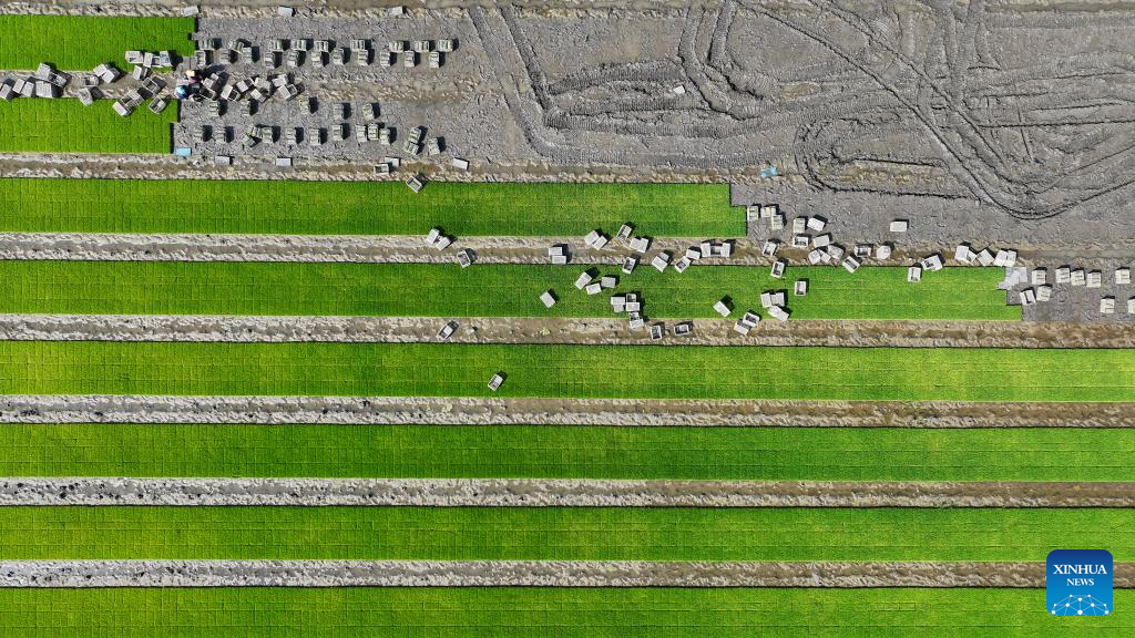 Farmers busy with their work upon Chinese solar term Xiaoman