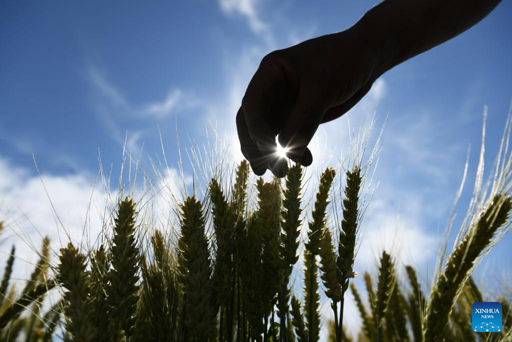 Farmers busy with their work upon Chinese solar term Xiaoman