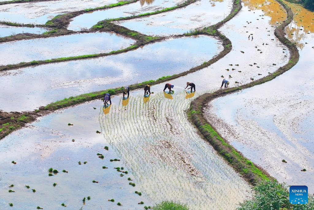 Farmers busy with their work upon Chinese solar term Xiaoman
