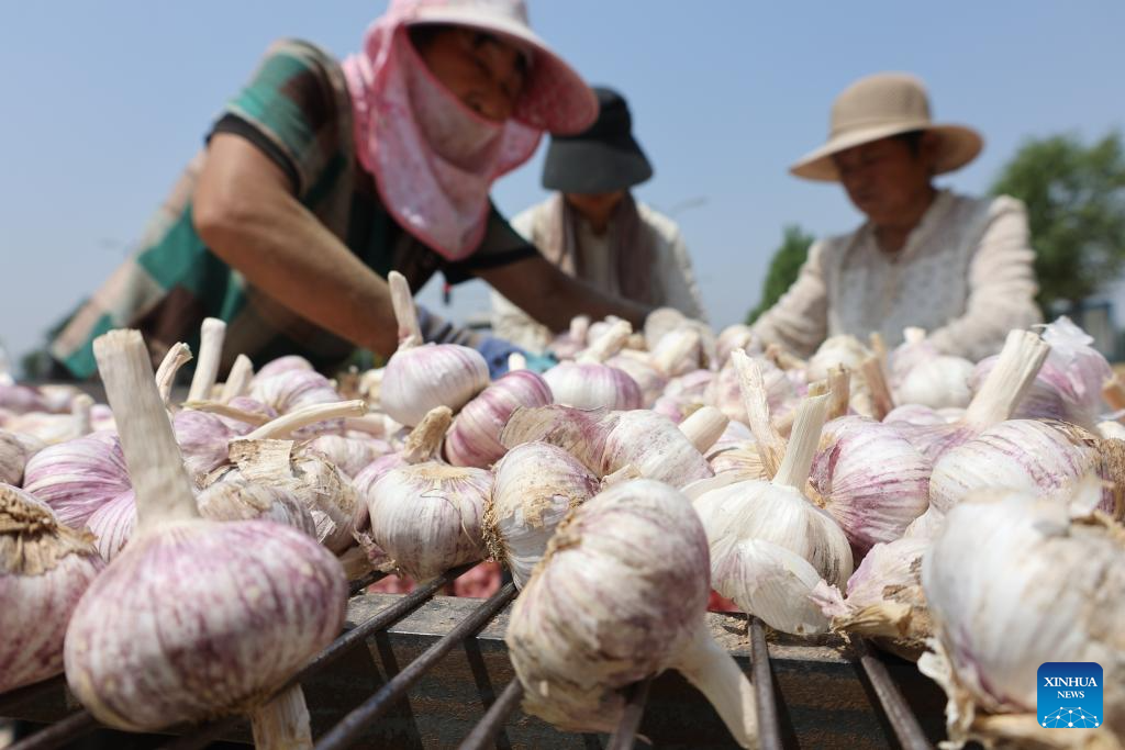 Farmers busy with their work upon Chinese solar term Xiaoman