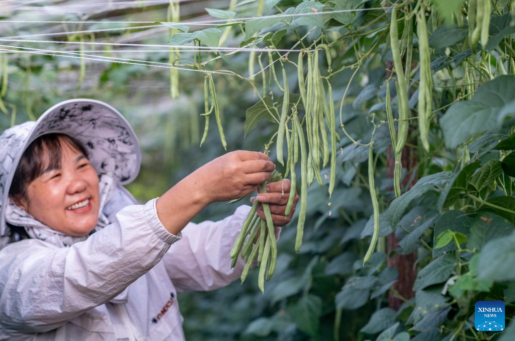 Farmers busy with their work upon Chinese solar term Xiaoman