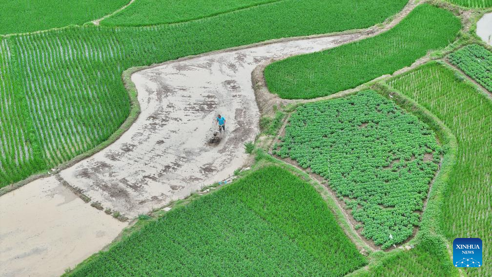 Farmers busy with their work upon Chinese solar term Xiaoman