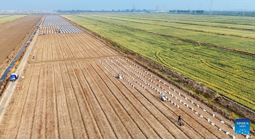 Farmers busy with their work upon Chinese solar term Xiaoman