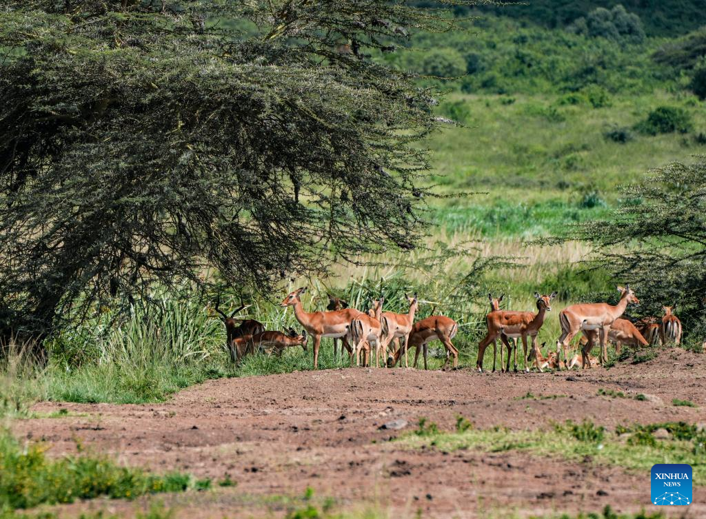 Chinese ingenuity, African ecology: how a railway becomes Kenya's green artery