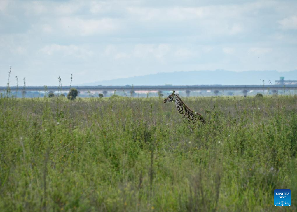 Chinese ingenuity, African ecology: how a railway becomes Kenya's green artery