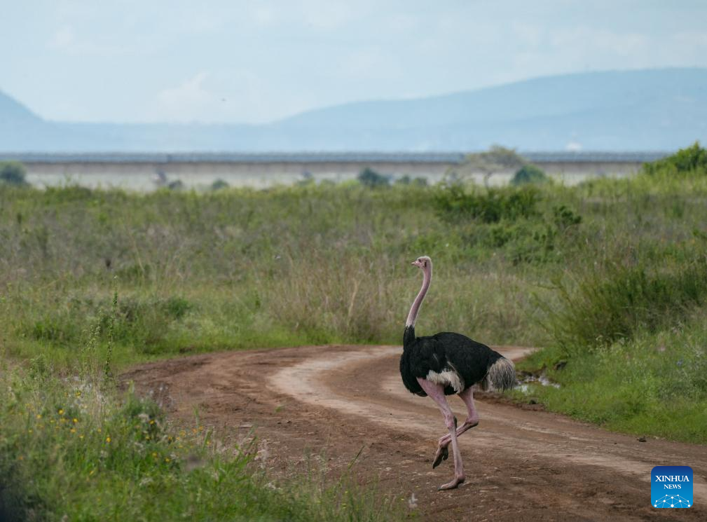 Chinese ingenuity, African ecology: how a railway becomes Kenya's green artery