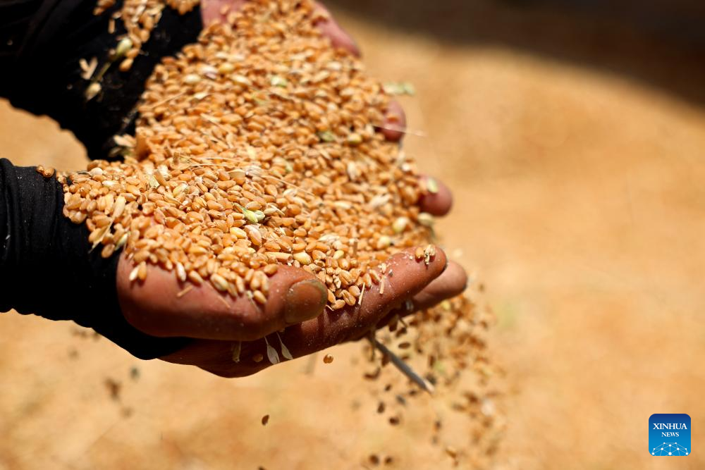 Winter wheat harvested in succession across China