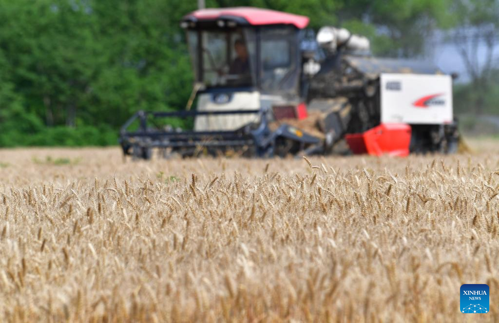 Winter wheat harvested in succession across China