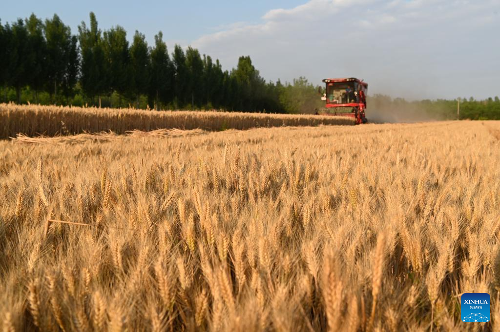 Winter wheat harvested in succession across China