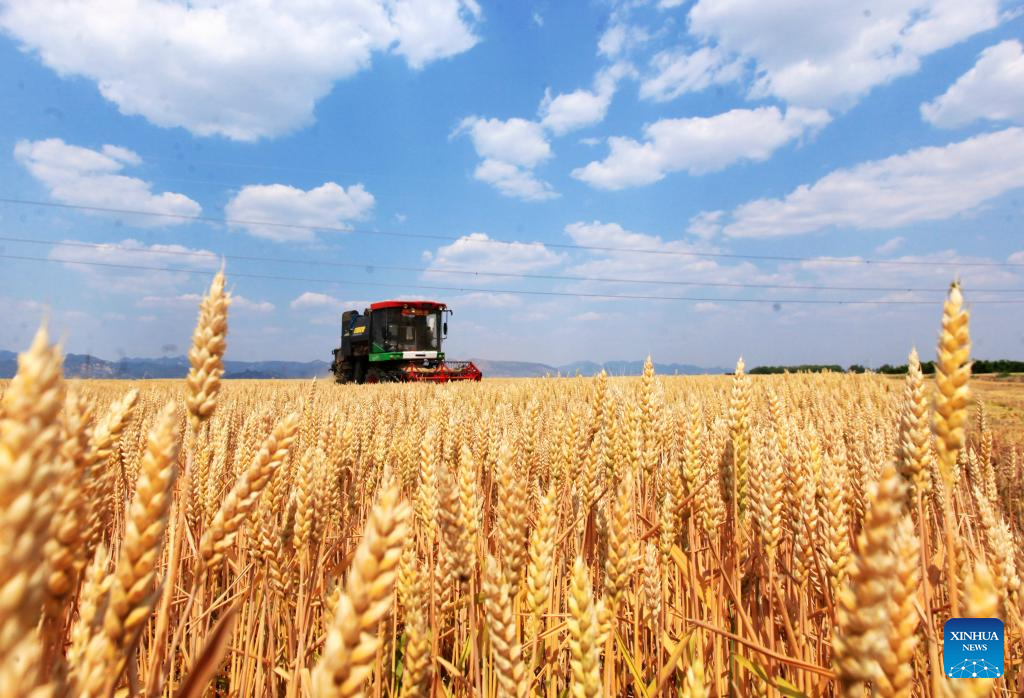 Winter wheat harvested in succession across China