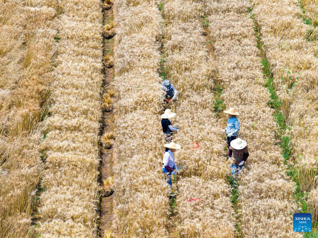 Winter wheat harvested in succession across China