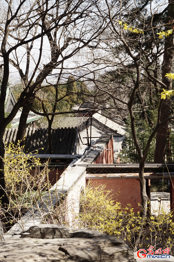 Springtime splendor unfolds at historic Dajue Temple