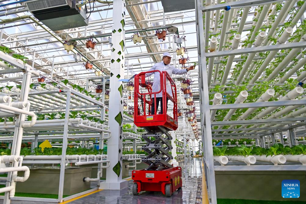 Across China: From desert to oasis -- Smart greenhouses redefine agriculture in Xinjiang