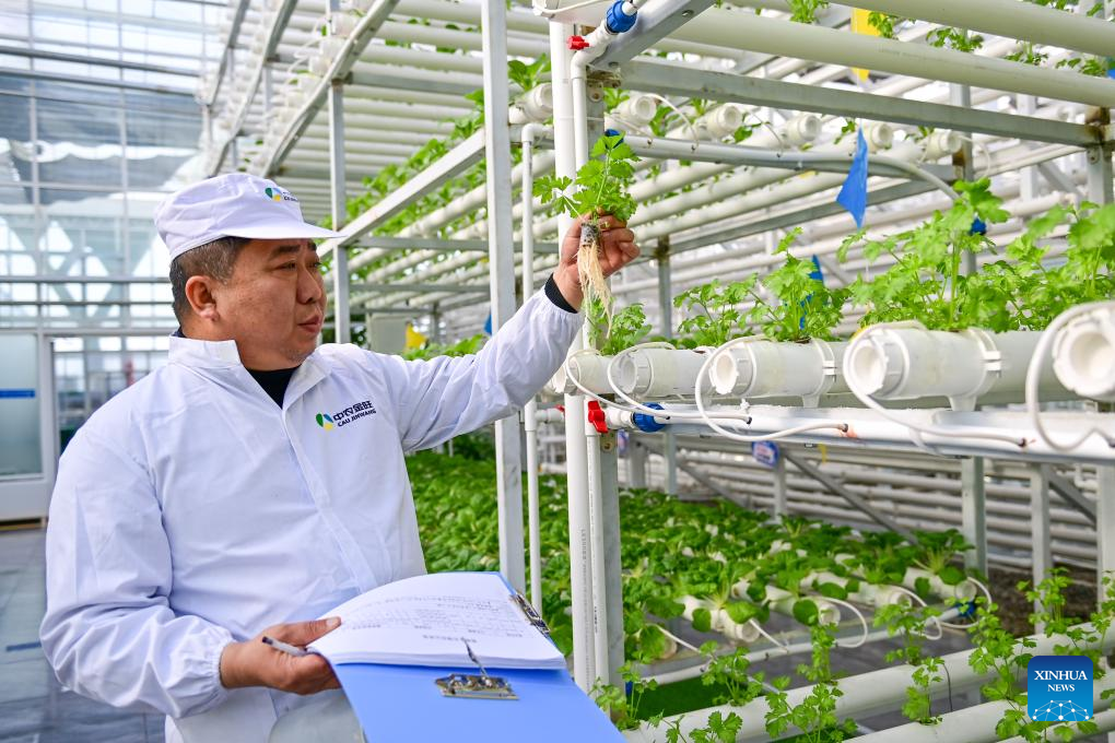 Across China: From desert to oasis -- Smart greenhouses redefine agriculture in Xinjiang