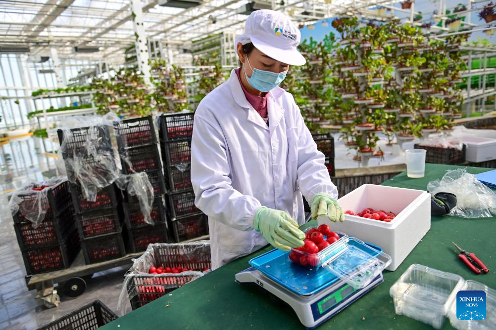 Across China: From desert to oasis -- Smart greenhouses redefine agriculture in Xinjiang